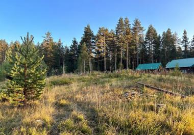 Abgeschiedenes 578 m2 großes Grundstück im malerischen Kiefernwald, Zabljak