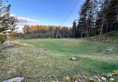 Atemberaubendes Waldland in Zabljak, Montenegro inmitten von Pinienwäldern