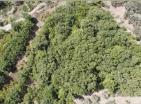 Exklusives 5700 m2 großes Grundstück in Dobra Voda für Camping oder Ökodorf