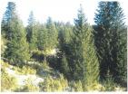 Exklusives Bergland für Jagdfarm 19720 m inmitten unberührter Durmitor-Natur