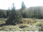 Exklusives Bergland für Jagdfarm 19720 m inmitten unberührter Durmitor-Natur